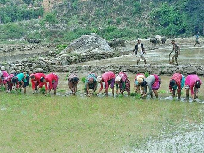 Decrease in area under cultivation; The need for effective efforts for the youth to move towards agriculture | जिल्ह्यात लागवडीखालील क्षेत्रात घट; युवापिढीने शेतीकडे वळवण्यासाठी प्रभावी प्रयत्नांची गरज Decrease in area under cultivation; The need for effective efforts for the youth to move towards agriculture | जिल्ह्यात लागवडीखालील क्षेत्रात घट; युवापिढीने शेतीकडे वळवण्यासाठी प्रभावी प्रयत्नांची गरज