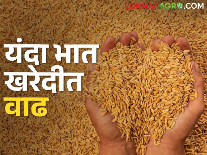 Record purchase of rice at government MSP centers this year; How much did you buy? | यंदा शासकीय हमीभाव केंद्रांवर भाताची विक्रमी खरेदी; किती झाली खरेदी?