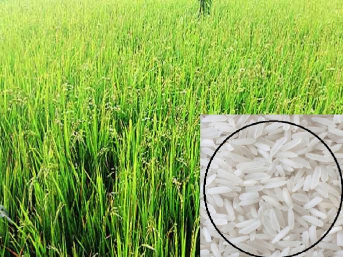 32 tons of Ratnagiri 8’ variety sold, rice variety developed by Shirgaon Research Center | ‘रत्नागिरी ८’ या वाणाची ३२ टन विक्री, शिरगाव संशोधन केंद्राकडून भाताची वाण विकसित