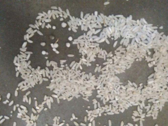 Chemical fertilizer adulterant in rice paddy: Types of manora taluka | रेशनच्या तांदळात होतेय रासायनिक खताची भेसळ : मानोरा तालुक्यातील प्रकार Chemical fertilizer adulterant in rice paddy: Types of manora taluka | रेशनच्या तांदळात होतेय रासायनिक खताची भेसळ : मानोरा तालुक्यातील प्रकार