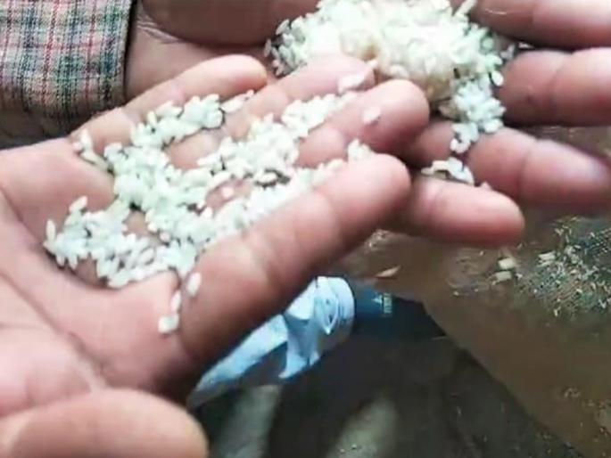 Parents' shout due to emergence of maggots in school nutrition rice | शालेय पोषण आहारातील तांदळात लेंड्या, अळ्या निघाल्याने पालकांचा राडा Parents' shout due to emergence of maggots in school nutrition rice | शालेय पोषण आहारातील तांदळात लेंड्या, अळ्या निघाल्याने पालकांचा राडा