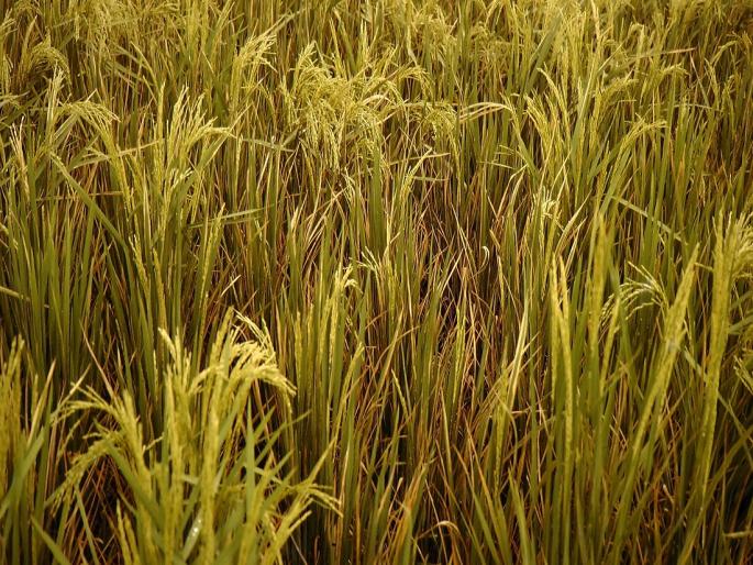Identification and management of rice crop diseases | भात पिकातील रोगांची ओळख आणि त्यांचे व्यवस्थापन Identification and management of rice crop diseases | भात पिकातील रोगांची ओळख आणि त्यांचे व्यवस्थापन