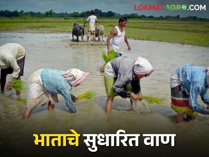 Paddy Variety; Farmers Here are the Benefits of Improved Varieties How to Choose Paddy Crop Varieties | Paddy Variety शेतकऱ्यांनो सुधारित वाणांचे हे आहेत फायदे, कसे निवडाल भात पिकांचे वाण Paddy Variety; Farmers Here are the Benefits of Improved Varieties How to Choose Paddy Crop Varieties | Paddy Variety शेतकऱ्यांनो सुधारित वाणांचे हे आहेत फायदे, कसे निवडाल भात पिकांचे वाण