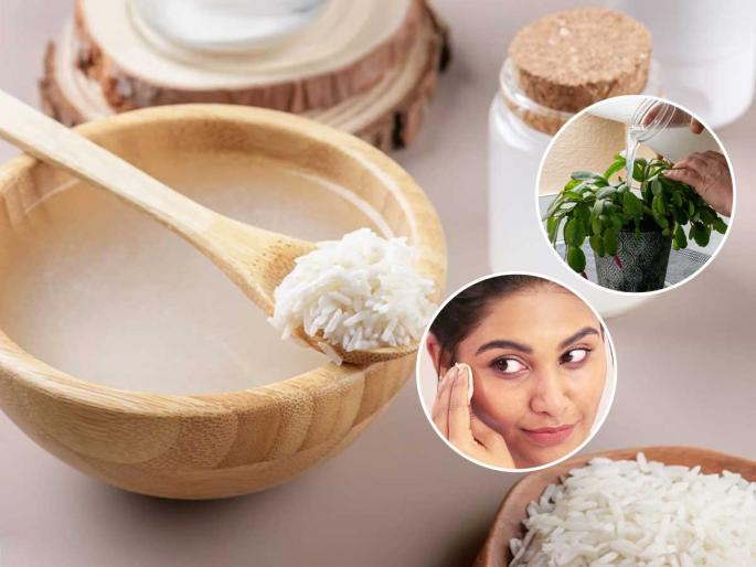 Do you throw away rice water? That's where the real nutrition is... See how to use it | तांदूळ धुतल्यावर निघणारे पाणी फेकून देता ? त्यातच तर आहे खरे पोषण... पाहा कसे वापरावे Do you throw away rice water? That's where the real nutrition is... See how to use it | तांदूळ धुतल्यावर निघणारे पाणी फेकून देता ? त्यातच तर आहे खरे पोषण... पाहा कसे वापरावे