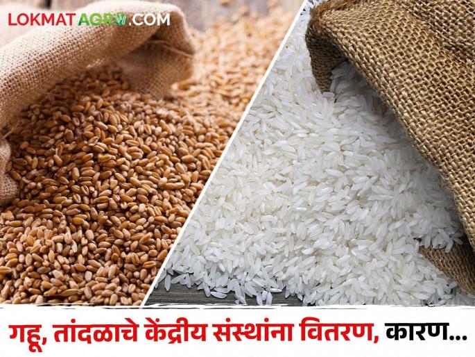 Latest News Distribution of 2 lakh metric tonnes of wheat and rice each to central agencies | प्रत्येकी 2 लाख मेट्रिक टन गहू आणि तांदळाचे केंद्रीय संस्थांना वितरण, नेमकं कारण काय? Latest News Distribution of 2 lakh metric tonnes of wheat and rice each to central agencies | प्रत्येकी 2 लाख मेट्रिक टन गहू आणि तांदळाचे केंद्रीय संस्थांना वितरण, नेमकं कारण काय?