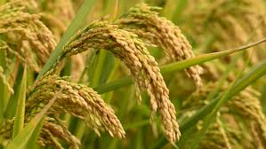 In the country, rice production in the country is about 15 million tonnes | देशात यंदा तांदळाचे साडेनऊ कोटी टन उत्पादन In the country, rice production in the country is about 15 million tonnes | देशात यंदा तांदळाचे साडेनऊ कोटी टन उत्पादन