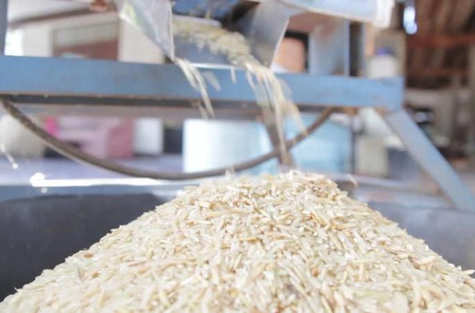 Rice prices rise; less crop | राईस मिलवर उतारा घटला, तांदूळ महागणार Rice prices rise; less crop | राईस मिलवर उतारा घटला, तांदूळ महागणार