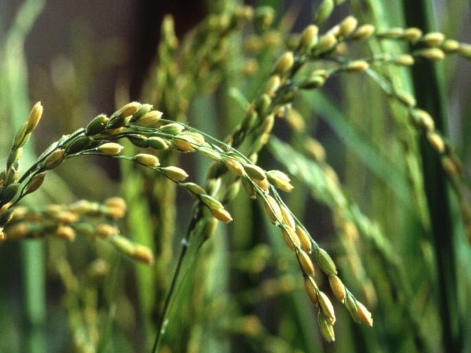 Purchase of 846.38 lakh metric tonnes of paddy during Kharif season of 2022-23 | २०२२-२३ वर्षीच्या खरीप हंगामात ८४६.३८ लाख मेट्रिक टन धानाची खरेदी Purchase of 846.38 lakh metric tonnes of paddy during Kharif season of 2022-23 | २०२२-२३ वर्षीच्या खरीप हंगामात ८४६.३८ लाख मेट्रिक टन धानाची खरेदी