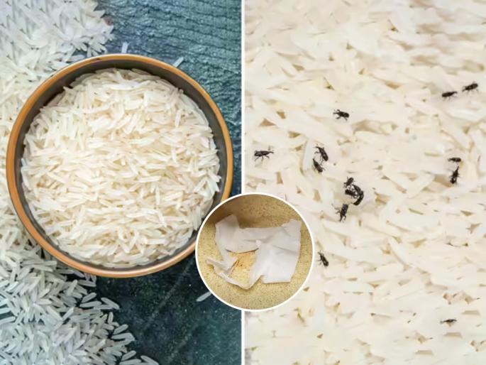 how to keep rice free from worms and insects naturally home remedies to prevent fungus in stored rice best natural tips for rice storage at home | तांदुळात बुरशी-अळ्या होतात? तांदळात ठेवा 'ही' खास पोटली, तांदळात अळ्याकिडे दिसणार नाहीत