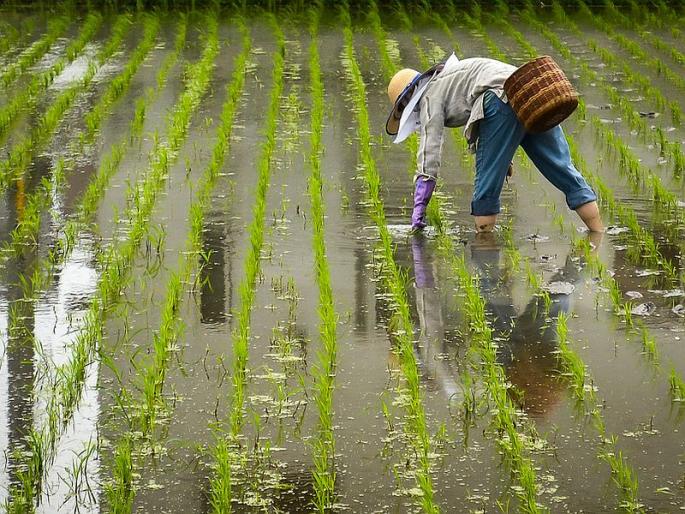 Spending billions of rupees for agricultural schemes, paddy production still declined in goa | कृषी योजनांसाठी कोट्यवधी रुपये खर्च, तरीही भात उत्पादन घटले Spending billions of rupees for agricultural schemes, paddy production still declined in goa | कृषी योजनांसाठी कोट्यवधी रुपये खर्च, तरीही भात उत्पादन घटले