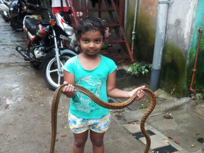 Five-year-old Ridhima became friend of snakes | पाच वर्षांची चिमुकली रीधिमा बनली सर्पमित्र Five-year-old Ridhima became friend of snakes | पाच वर्षांची चिमुकली रीधिमा बनली सर्पमित्र