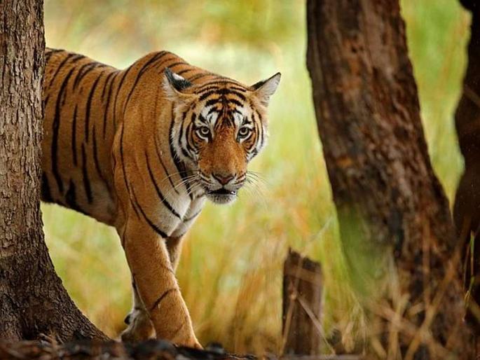 The number of males and females of the project-wise tigers will be known | प्रकल्पनिहाय वाघांच्या नर-मादींची संख्या कळणार The number of males and females of the project-wise tigers will be known | प्रकल्पनिहाय वाघांच्या नर-मादींची संख्या कळणार