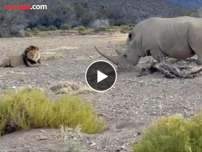 Rhino stabs at lion with its horn lion jumped away watch video | जंगलाचा राजा सिंहाला गेंड्याने घेतलं शिंगावर आणि मग...बघा थरारक व्हिडीओ
