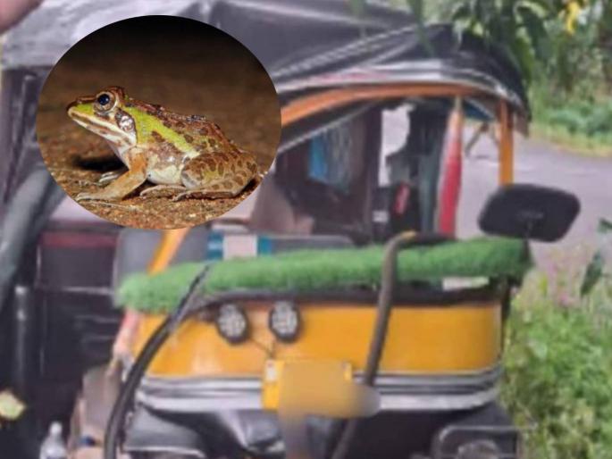 Shocking! A frog caused an accident involving 2 rickshaws; Five injured including the driver; What exactly happened? | धक्कादायक! एका बेडकाने घडविला २ रिक्षांचा अपघात; चालकांसह पाच जखमी; नेमकं काय घडलं? Shocking! A frog caused an accident involving 2 rickshaws; Five injured including the driver; What exactly happened? | धक्कादायक! एका बेडकाने घडविला २ रिक्षांचा अपघात; चालकांसह पाच जखमी; नेमकं काय घडलं?