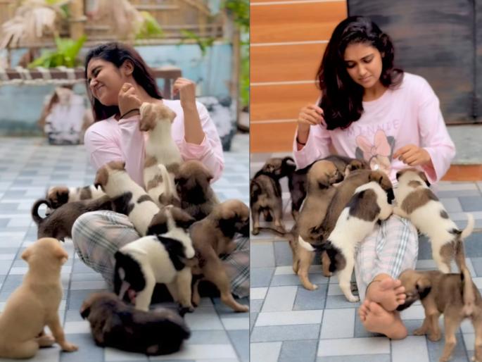 rinku rajguru shared video with cute puppies talks about their unconditional love amidst court order on stray dogs | भटक्या कुत्र्यांबाबतीत कोर्टाच्या निर्णयाची चर्चा, तिकडे आर्चीने शेअर केला क्युट व्हिडिओ; म्हणाली... rinku rajguru shared video with cute puppies talks about their unconditional love amidst court order on stray dogs | भटक्या कुत्र्यांबाबतीत कोर्टाच्या निर्णयाची चर्चा, तिकडे आर्चीने शेअर केला क्युट व्हिडिओ; म्हणाली...
