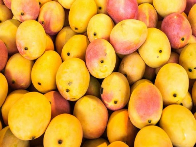 Indian mango in american market from jnpt nhava sheva mumbai | अमेरिका चाखणार भारतीय आंब्याची चव Indian mango in american market from jnpt nhava sheva mumbai | अमेरिका चाखणार भारतीय आंब्याची चव