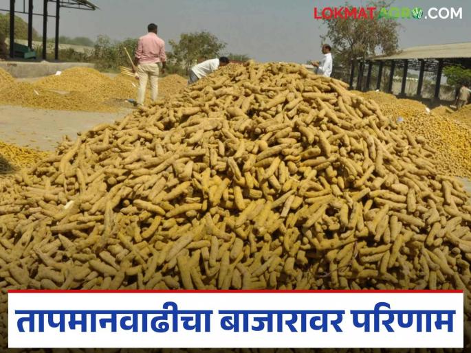 Shetmal Awak: latest news The heat of the summer! The arrival of agricultural products in Risod market has decreased by 30% Read in detail | Shetmal Awak : उन्हाचा तडाखा! रिसोड बाजारात शेतमालाची आवक ३०% नी घटली वाचा सविस्तर