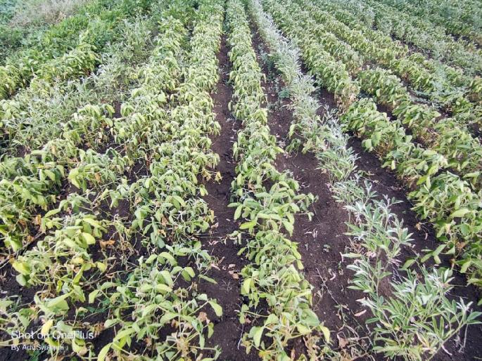 In more than 40 revenue circles of West Vidarbha, rainfall has stopped for 21 days, crops in danger | पश्चिम विदर्भात रान करपलं; ४० वर मंडळांत २१ दिवसांपासून पावसाचा ‘खो’