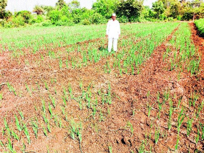 Hadhos of Randukar in Manjrewadi area | मांजरेवाडी परिसरात रानडुकरांचा हैदोस Hadhos of Randukar in Manjrewadi area | मांजरेवाडी परिसरात रानडुकरांचा हैदोस