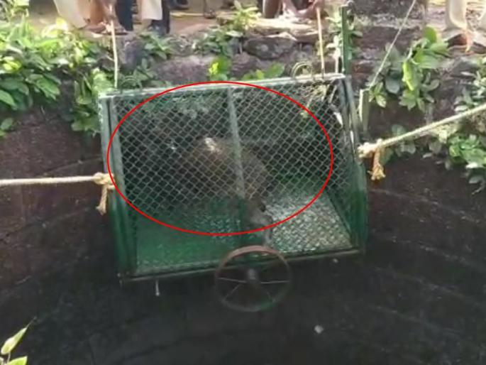 Survival of the fittest, the success of the efforts of the villagers including the police | विहीरीत पडलेल्या रानडुक्कराला जीवदान, वन विभाग अन् गावकऱ्यांच्या प्रयत्नाल यश