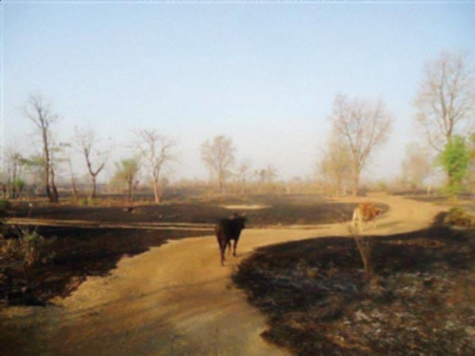 Forests destroy forest resources | वणव्यांमुळे वनसंपत्ती होतेय नष्ट Forests destroy forest resources | वणव्यांमुळे वनसंपत्ती होतेय नष्ट