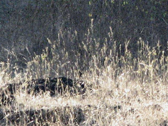 Attempts to abduct the girl from school, the villagers silence the accused | मुलीला शाळेतून पळवण्याचा प्रयत्न, आरोपीला ग्रामस्थांचा चोप