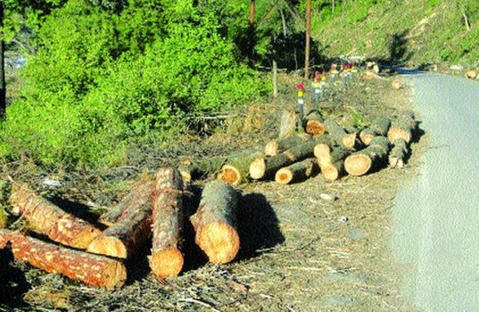 24,000 trees Cutting for roads in Washim district | वाशिम जिल्ह्यात रस्त्यांसाठी दिला २४ हजार झाडांचा बळी