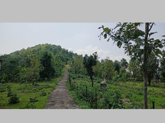 st bus never reaches to these villages in gadchiroli district till date | 'त्या' गावांनी बस पाहिलीच नाही! st bus never reaches to these villages in gadchiroli district till date | 'त्या' गावांनी बस पाहिलीच नाही!