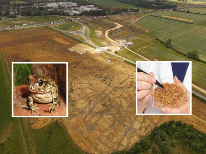 Frog cemetery found in Britain; Scientists found 8000 bones in one place | ब्रिटनमध्ये आढळली बेडकांची स्मशानभूमी; शास्त्रज्ञांना एकाच ठिकाणी आढळले तब्बल 8000 हाडे Frog cemetery found in Britain; Scientists found 8000 bones in one place | ब्रिटनमध्ये आढळली बेडकांची स्मशानभूमी; शास्त्रज्ञांना एकाच ठिकाणी आढळले तब्बल 8000 हाडे