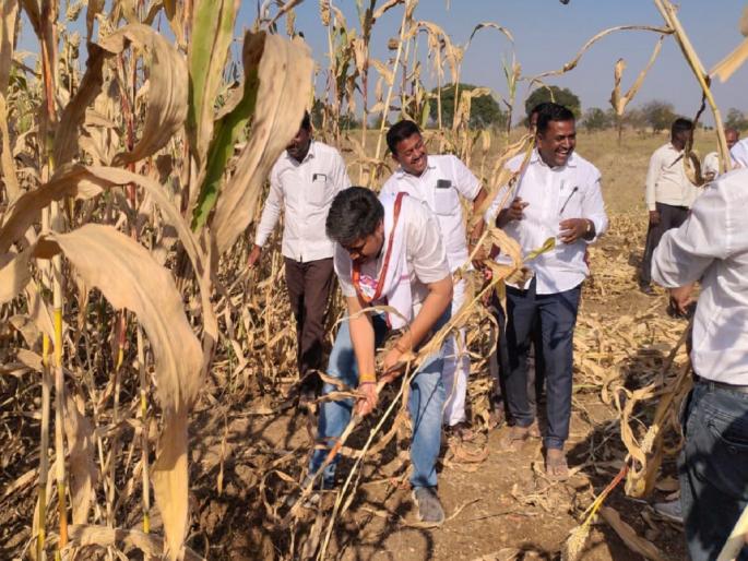 Rohit Pawar went to the field and pulled out the Sorghum! | 'दादा येता का मदतीला?'... म्हणताच रोहित पवारांनी शेतात जाऊन काढली ज्वारी! Rohit Pawar went to the field and pulled out the Sorghum! | 'दादा येता का मदतीला?'... म्हणताच रोहित पवारांनी शेतात जाऊन काढली ज्वारी!