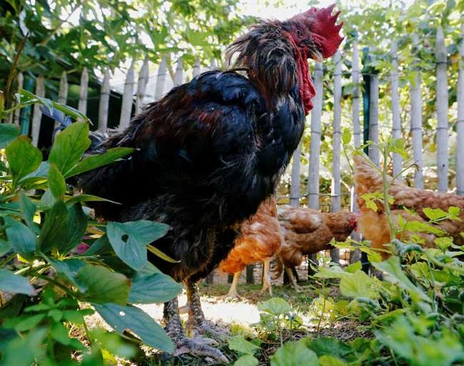 cock attacked on woman when collecting egg; Died | अंडे उचलायला गेलेल्या महिलेवर कोंबड्याने चढविला हल्ला; मृत्यू झाला