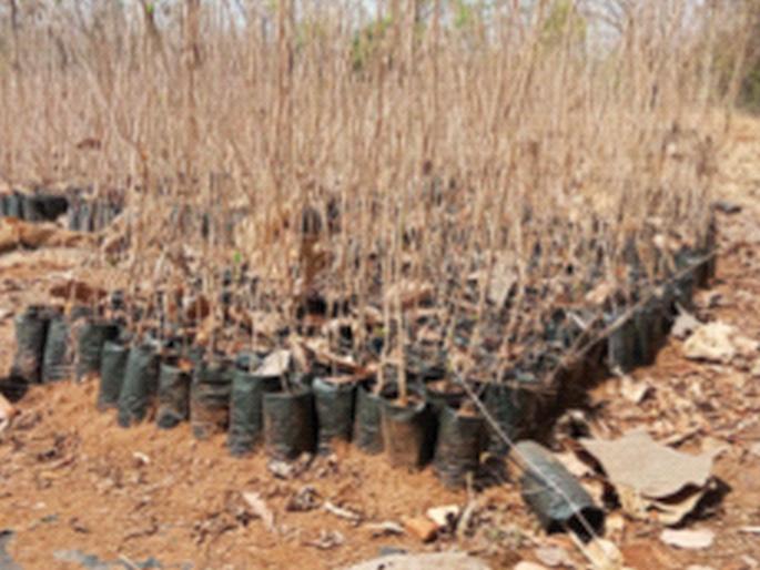 The seedlings in the nursery of the Rural Employment Guarantee Scheme have dried up | ग्रामीण रोजगार हमी योजनेच्या रोपवाटिकेतील रोपे गेली सुकून