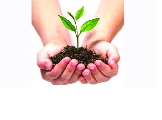 40 lakh plants for greening of Satara district! 23 million cultivation targets | सातारा जिल्हा हिरवागारसाठी ४० लाख रोपे! २३ लाख लागवडीचे टार्गेट  40 lakh plants for greening of Satara district! 23 million cultivation targets | सातारा जिल्हा हिरवागारसाठी ४० लाख रोपे! २३ लाख लागवडीचे टार्गेट