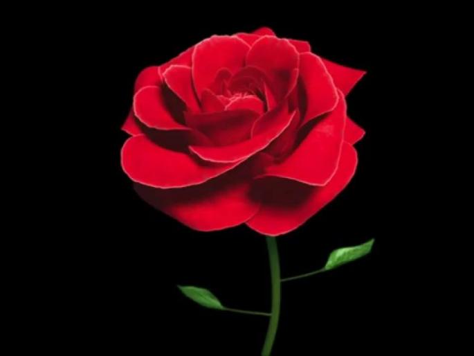 Valentine Day, Sangli, Valentine's Day, low demand for flowers, gifts and gifts | Valentine Day : सांगलीत ‘व्हॅलेंटाईन डे’वर मंदीचे सावट, फुले, भेटवस्तू यांना कमी मागणी Valentine Day, Sangli, Valentine's Day, low demand for flowers, gifts and gifts | Valentine Day : सांगलीत ‘व्हॅलेंटाईन डे’वर मंदीचे सावट, फुले, भेटवस्तू यांना कमी मागणी