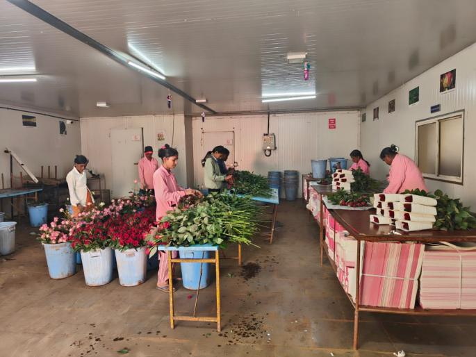 pimpari-chinchwad Kez remains for Valentine's Day; Maval's red rose reaches abroad directly | 'व्हॅलेंटाइन्स डे'साठी केझ कायम; मावळचा लाल गुलाब पोहोचला थेट परदेशात pimpari-chinchwad Kez remains for Valentine's Day; Maval's red rose reaches abroad directly | 'व्हॅलेंटाइन्स डे'साठी केझ कायम; मावळचा लाल गुलाब पोहोचला थेट परदेशात