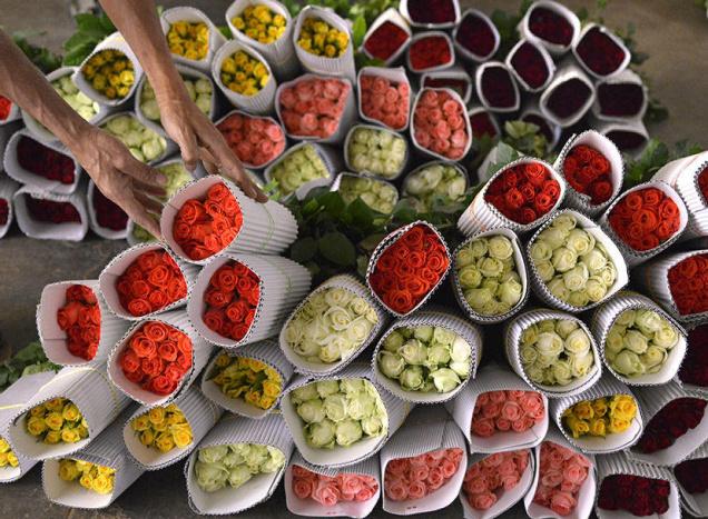 Nashik's rose in Delhi in two hours | नाशिकचा गुलाब दोन तासांत दिल्लीत Nashik's rose in Delhi in two hours | नाशिकचा गुलाब दोन तासांत दिल्लीत