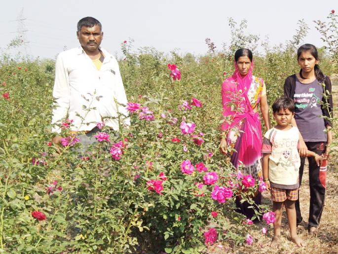 The world of the gourmand couple glowed with roses | गुलाबशेतीनं फुलवला घोरपडे दांपत्याचा संसार