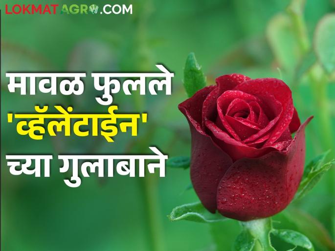 Roses for 'Valentine's Day' bloomed in the maval area; How is the market price of roses? | मावळात फुलले 'व्हॅलेंटाईन डे'साठी गुलाब; कसा मिळतोय गुलाबाला बाजारभाव Roses for 'Valentine's Day' bloomed in the maval area; How is the market price of roses? | मावळात फुलले 'व्हॅलेंटाईन डे'साठी गुलाब; कसा मिळतोय गुलाबाला बाजारभाव