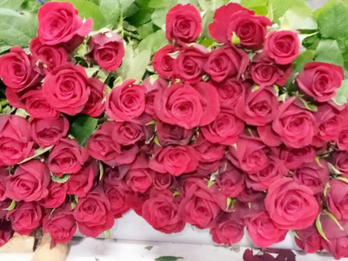 Hybrid breeds ends relation between flowers and insects | हायब्रीड जातींनी संपविले ‘फूल आणि फुलांवरील भ्रमरांचे नाते’ Hybrid breeds ends relation between flowers and insects | हायब्रीड जातींनी संपविले ‘फूल आणि फुलांवरील भ्रमरांचे नाते’