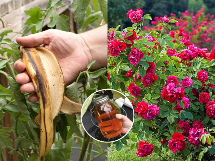 gardening tips How to use banana peels as fertilizer for rose plants Best organic home remedy Natural ways to make roses bloom in pots | केळीच्या साली फेकू नका! गुलाबाच्या रोपासाठी वरदान, कळ्यांनी डवरेल इटूकलं रोप- कुंडीत फुलतील गुलाब