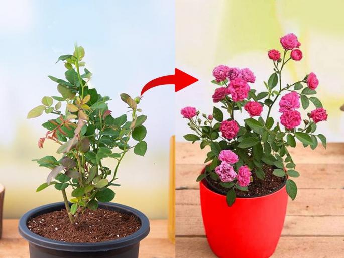 how to take care of rose plants at home best way to make rose plant flower again in October home remedies to revive dead rose plants | गुलाबाचं रोप कोमजलं- पानं सुकली? ऑक्टोबर महिन्यात 'एवढं' कराच, टपोऱ्या फुलांनी बहरेल गुलाबाचं रोप