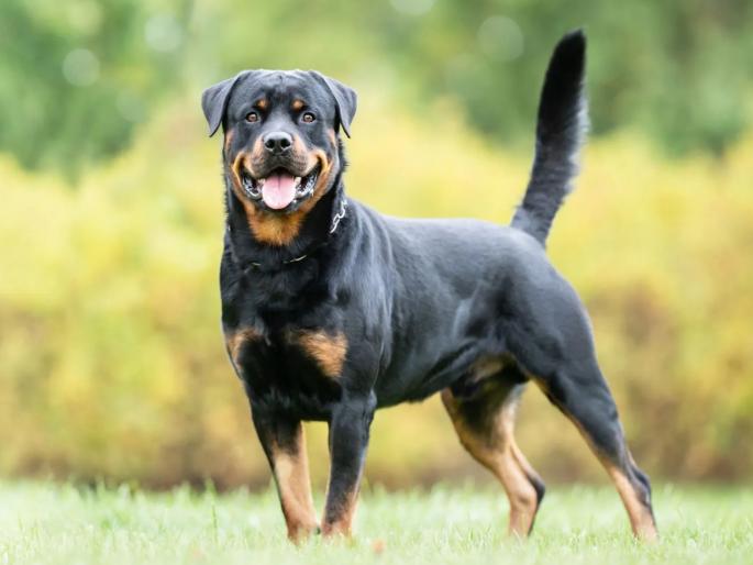 Rottweiler dog jumped on me and bit my wrist Case registered against handler | अंगावर झेप घेऊन मनगटाचा चावा घेतला; रॉटव्हिलर कुत्र्याच्या हॅण्डलरवर गुन्हा दाखल Rottweiler dog jumped on me and bit my wrist Case registered against handler | अंगावर झेप घेऊन मनगटाचा चावा घेतला; रॉटव्हिलर कुत्र्याच्या हॅण्डलरवर गुन्हा दाखल