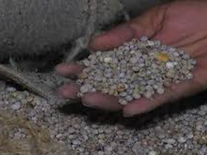 Roasted gram dal on top of beneficiaries! | कुजलेली हरभऱ्याची डाळ लाभार्थींच्या माथी! Roasted gram dal on top of beneficiaries! | कुजलेली हरभऱ्याची डाळ लाभार्थींच्या माथी!