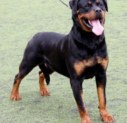 Worker killed in dog attack in Ratnagiri | रत्नागिरीत श्वानाच्या प्राणघातक हल्ल्यात कामगाराचा मृत्यू