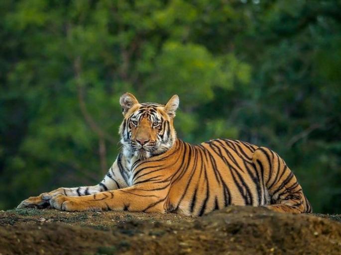 Tourism safari at Tadoba Tiger Reserve from July 1 | ताडोबा व्याघ्र प्रकल्पात १ जुलैपासून पर्यटन सफारी