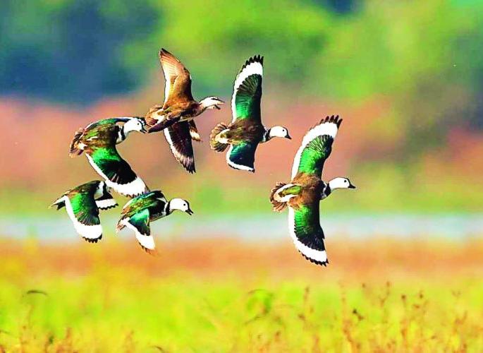 Visitors from Russia, Siberia, Mongolia to Vidarbha | रशिया, सायबेरिया, मंगोलियाचे पाहुणे विदर्भात  Visitors from Russia, Siberia, Mongolia to Vidarbha | रशिया, सायबेरिया, मंगोलियाचे पाहुणे विदर्भात