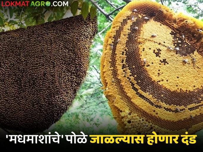 Setting fire to a beehive? Then you will be fined; Read what is the reason | मधमाशांच्या पोळ्याला आग लावताय ? मग आता होईल दंड; वाचा काय आहे कारण Setting fire to a beehive? Then you will be fined; Read what is the reason | मधमाशांच्या पोळ्याला आग लावताय ? मग आता होईल दंड; वाचा काय आहे कारण