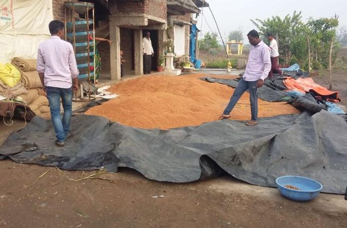 ; Rainfall in Wardha district | वाळत टाकलेल्या हरभऱ्यात शिरले पाणी; वर्धा जिल्ह्यात अवकाळी पाऊस ; Rainfall in Wardha district | वाळत टाकलेल्या हरभऱ्यात शिरले पाणी; वर्धा जिल्ह्यात अवकाळी पाऊस