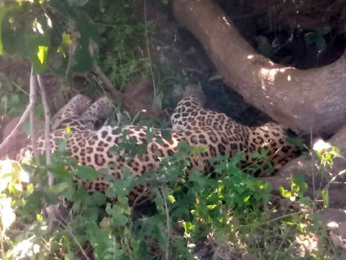 Leopard found dead in Dagadthar area of yavatmal | बिबट मृतावस्थेत आढळला; दगडथर परिसरातील घटना Leopard found dead in Dagadthar area of yavatmal | बिबट मृतावस्थेत आढळला; दगडथर परिसरातील घटना