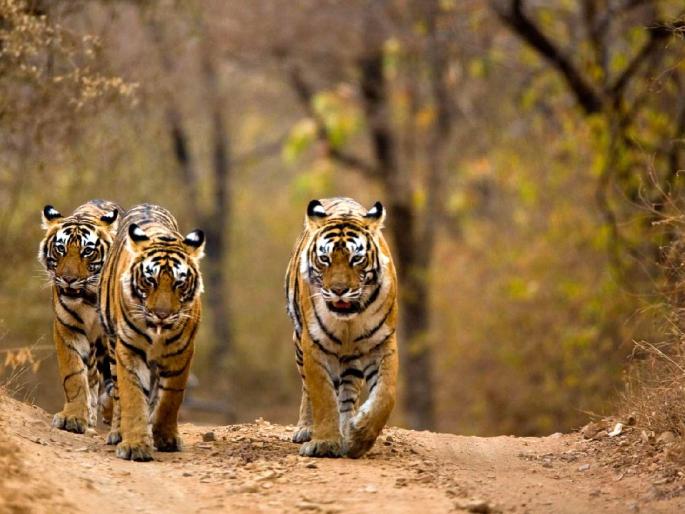 Human-wildlife conflict intensified; Five tigers from Tadoba will be taken to Navegaon-Nagzira | मानव-वन्यजीव संघर्ष तीव्र; ताडोबातील पाच वाघ नेणार नवेगाव-नागझिराला Human-wildlife conflict intensified; Five tigers from Tadoba will be taken to Navegaon-Nagzira | मानव-वन्यजीव संघर्ष तीव्र; ताडोबातील पाच वाघ नेणार नवेगाव-नागझिराला